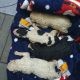 VIDEO Bărbat cercetat penal pentru infracțiuni la regimul animalelor