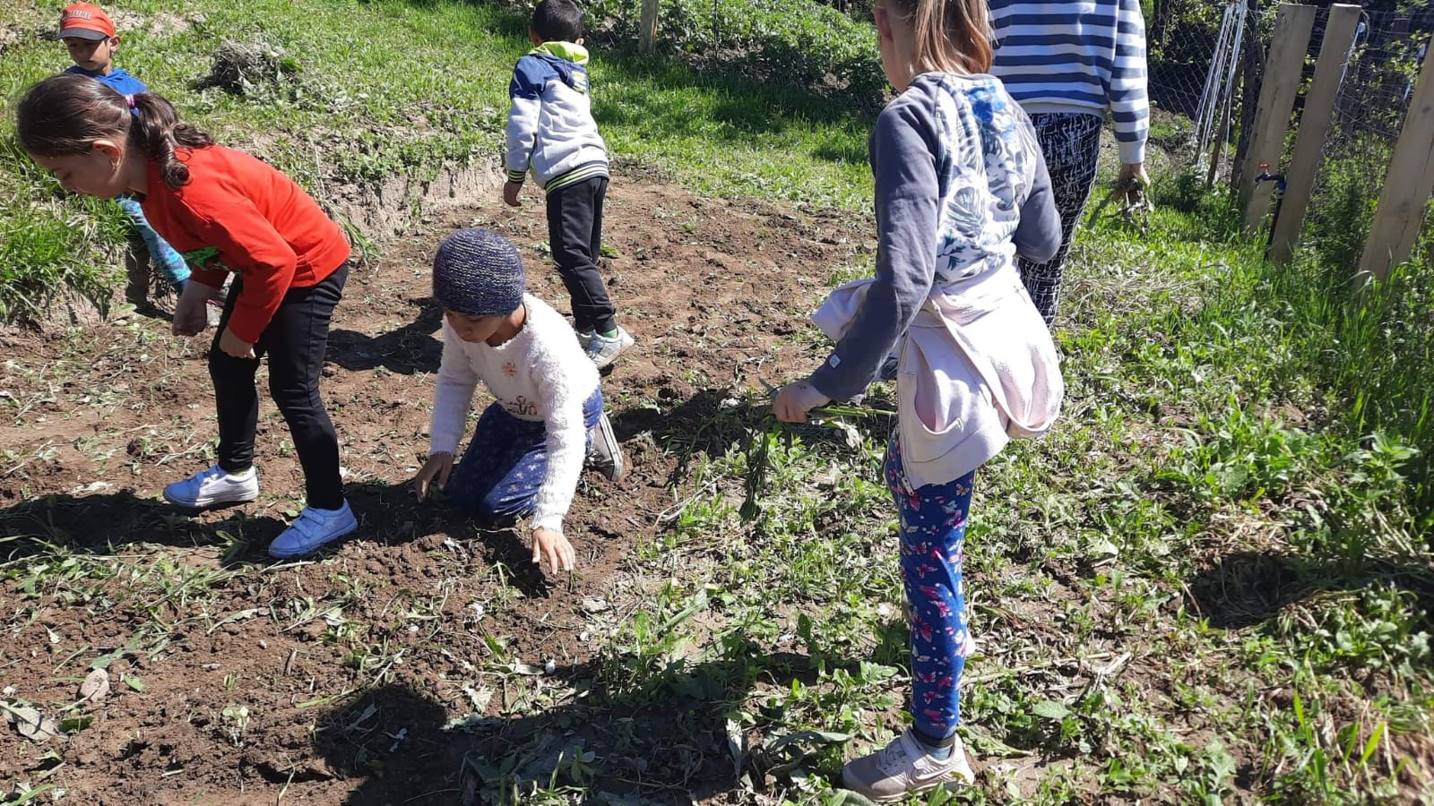 FOTO Școală cu sapa în mână într-o comună din județul Sibiu- elevii din Valchid învață de pe băncile școlii să prețuiască agricultura