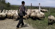 Transhumanța din România intră în patrimoniul UNESCO