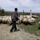 Transhumanța din România intră în patrimoniul UNESCO