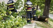 Vântul a doborât trei copaci în municipiul Sibiu
