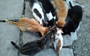 Sterilizare gratuită pentru câini și pisici
