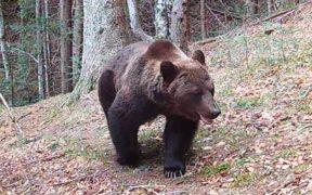 Alertă de urs în Mărginime. Să râdem cu robotul ISU sau să ne speriem?