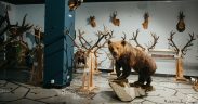 Eveniment oficial de închidere al „Expoziției de trofee, H – Hunting Prize”, duminică, la Muzeul ASTRA