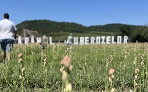 Festivalul Tuberozelor continuă și în acest weekend. Două zile cu parfum de floare, la Hoghilag